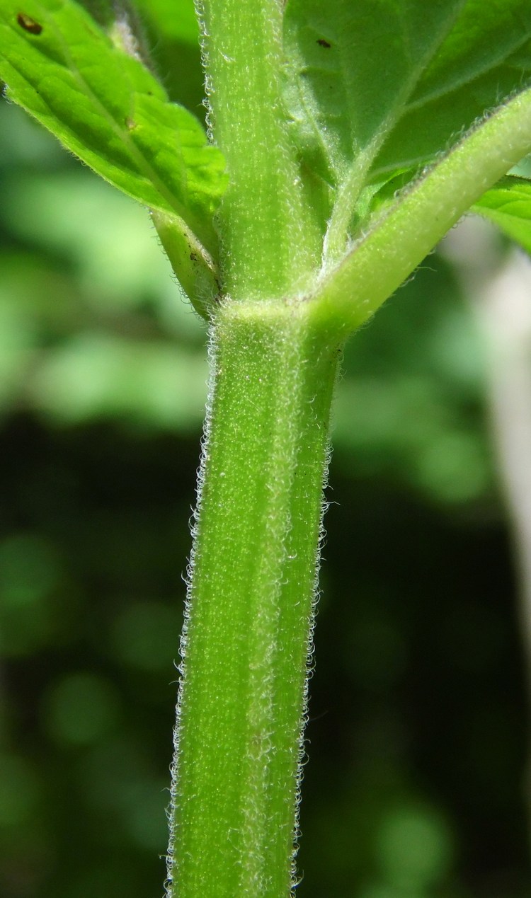 Image of Scutellaria altissima specimen.