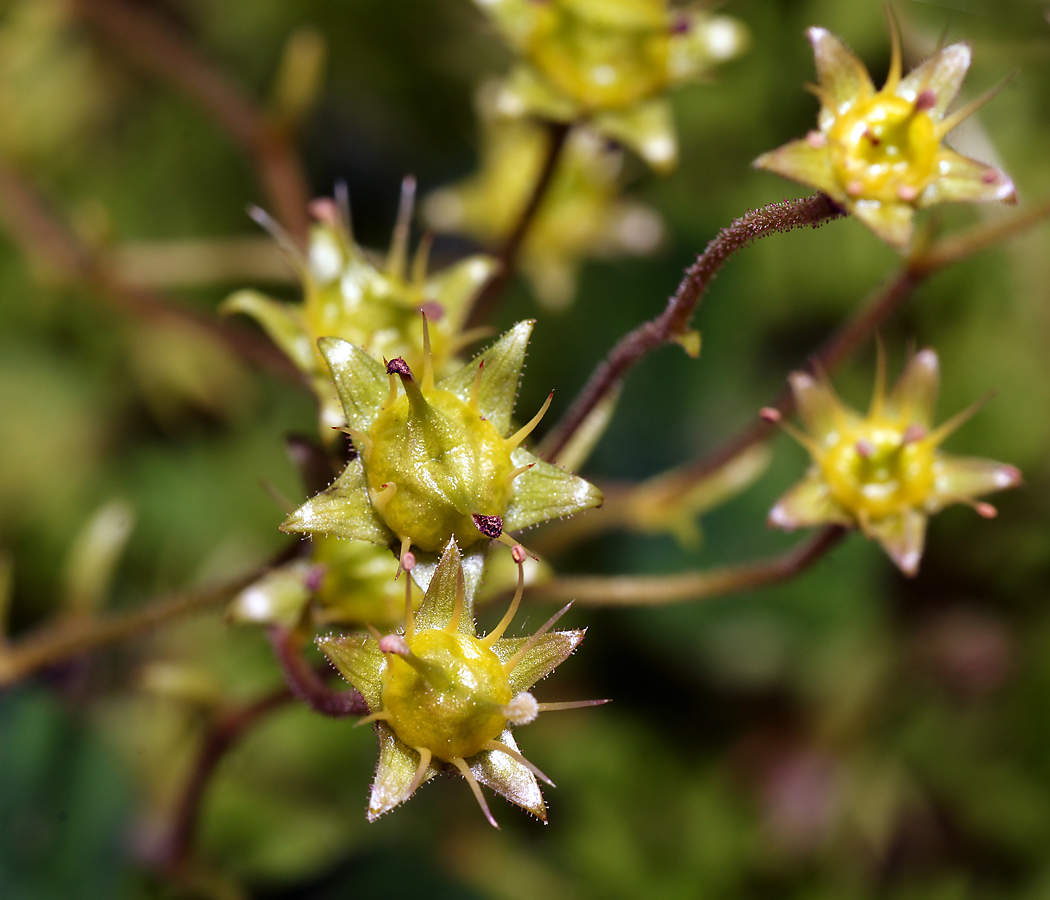 Изображение особи Saxifraga &times; arendsii.