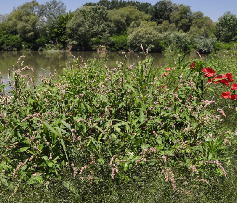 Изображение особи род Persicaria.