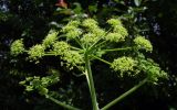 Heracleum sibiricum. Соцветие. Республика Адыгея, г. Майкоп, восточная окраина города, луговой участок между р. Гиага и кукурузным полем. 18.06.2016.