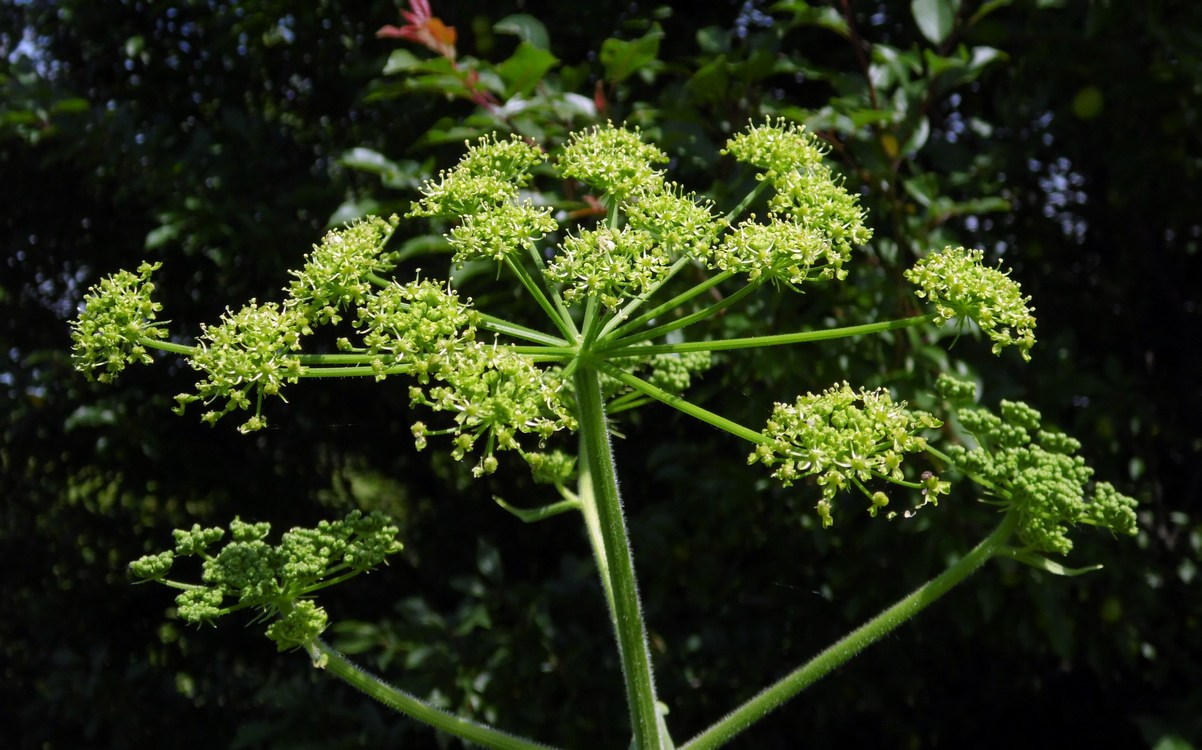 Image of Heracleum sibiricum specimen.