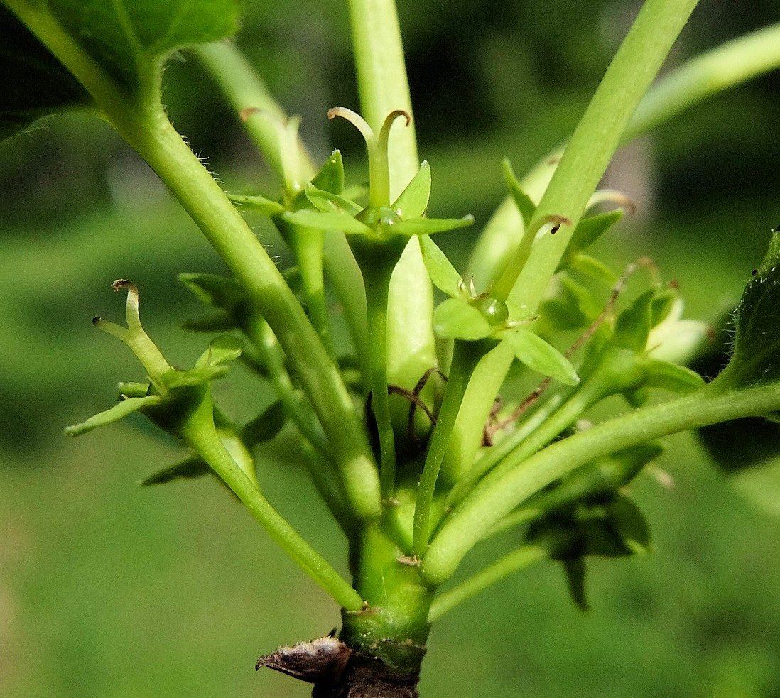 Image of Rhamnus davurica specimen.