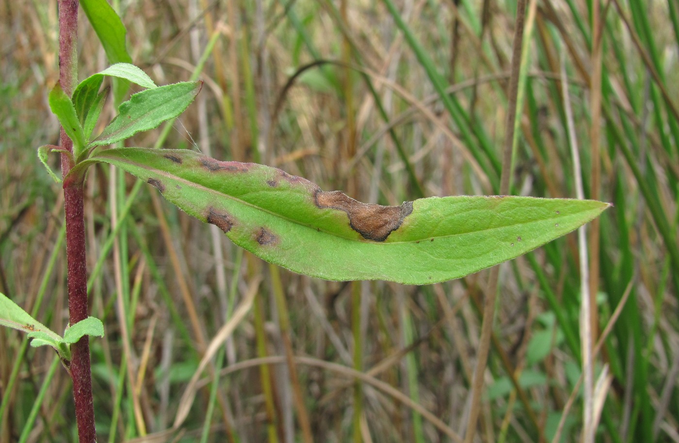 Image of Inula britannica specimen.