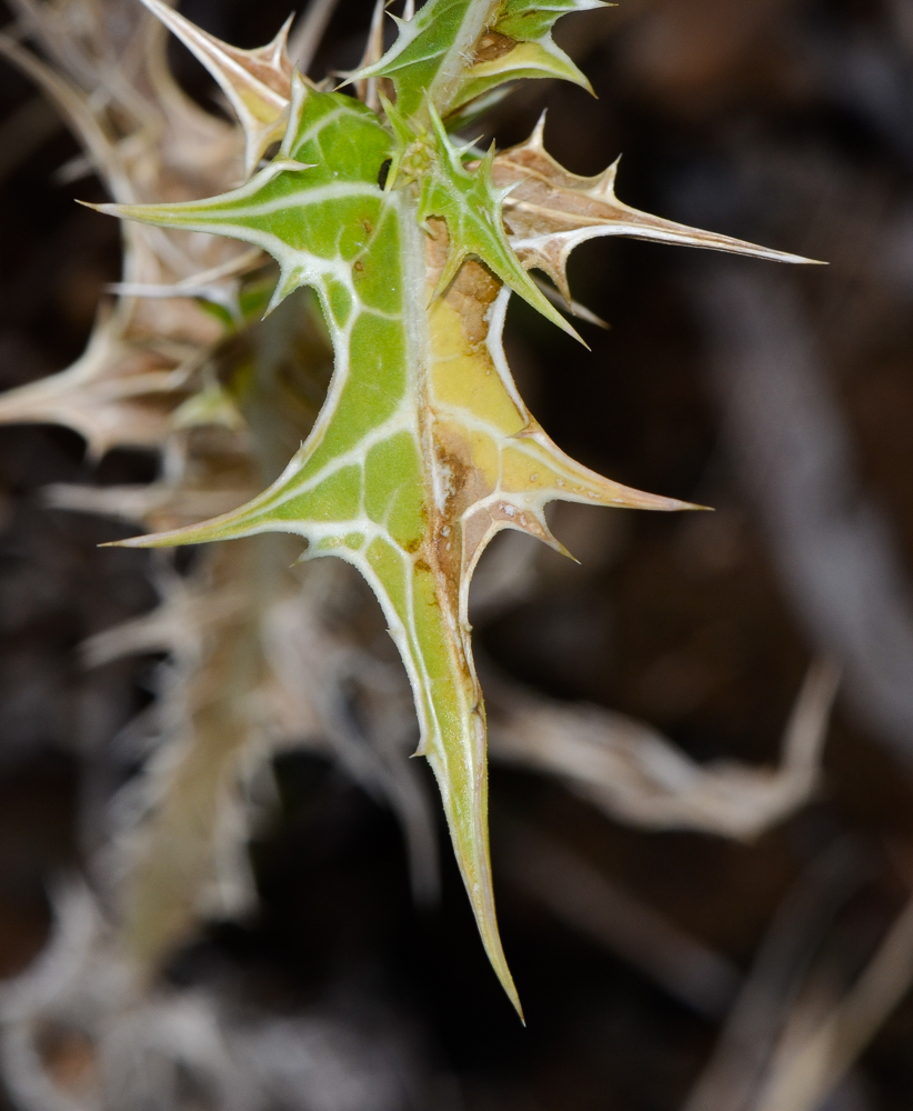 Изображение особи Scolymus maculatus.