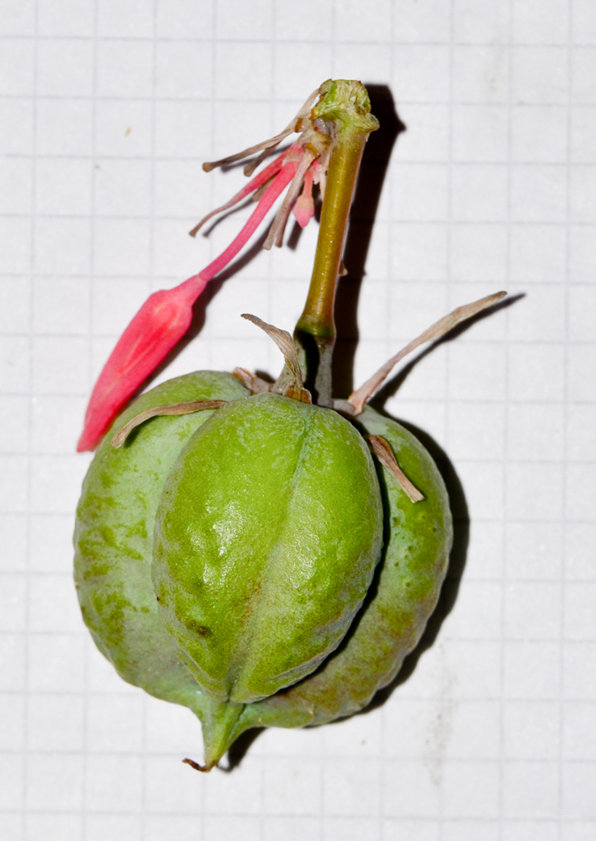 Image of Hesperaloe parviflora specimen.