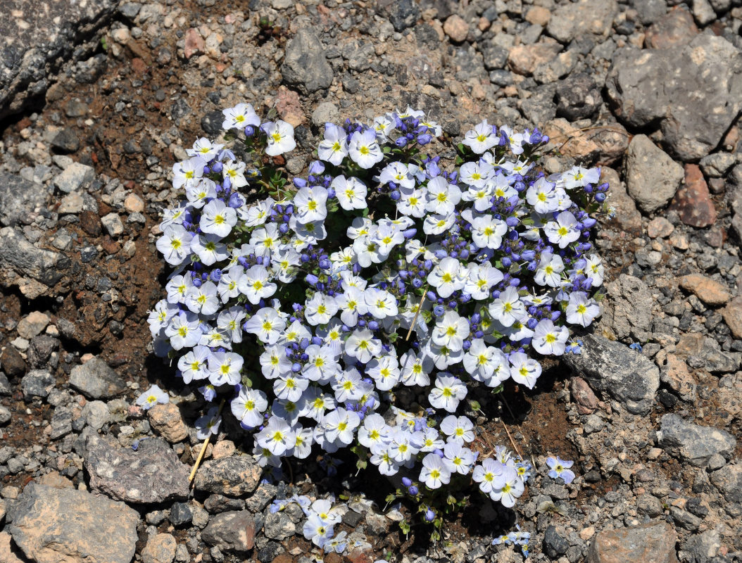 Image of Veronica glareosa specimen.