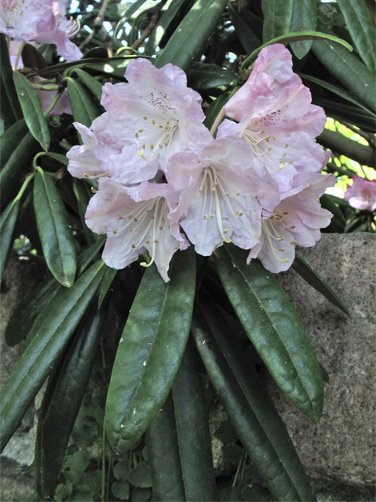 Изображение особи Rhododendron makinoi.