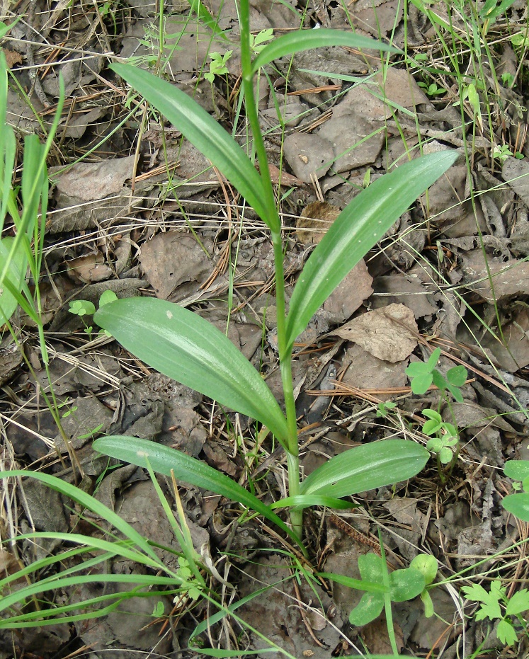 Image of Dactylorhiza fuchsii specimen.