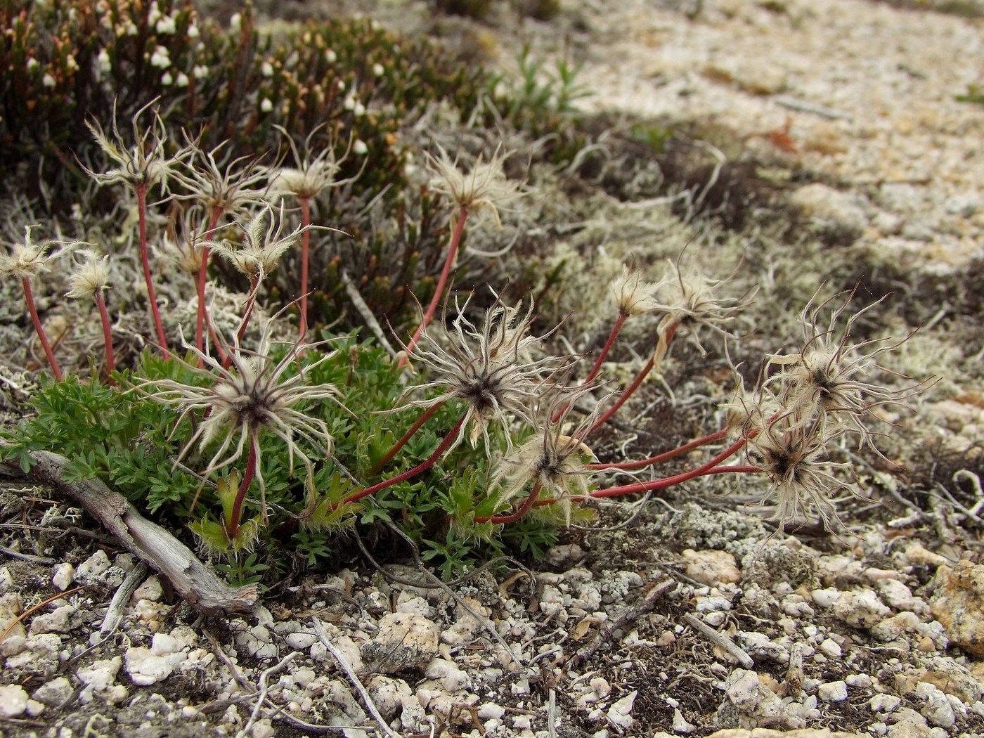 Image of Pulsatilla magadanensis specimen.