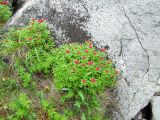 Rhodiola integrifolia
