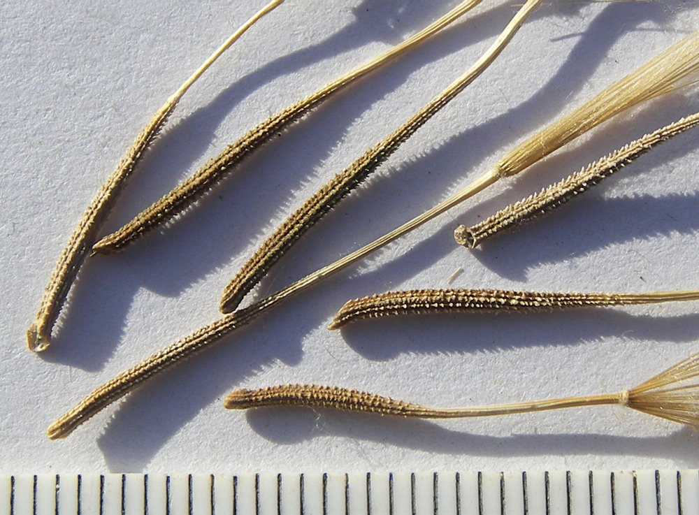 Image of Tragopogon pusillus specimen.