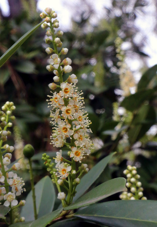 Image of Lauro-cerasus officinalis specimen.