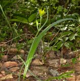 Смотреть изображение Gagea lutea