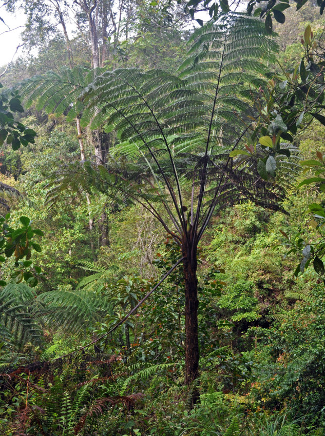 Image of Alsophila latebrosa specimen.