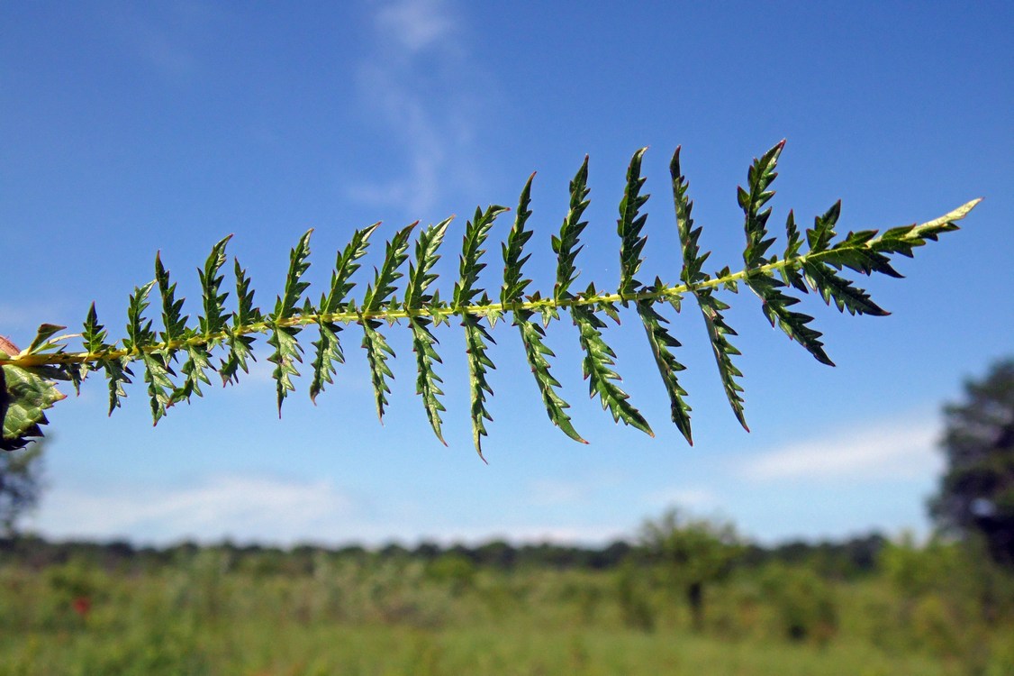 Image of Filipendula vulgaris specimen.