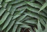 Dryopteris filix-mas