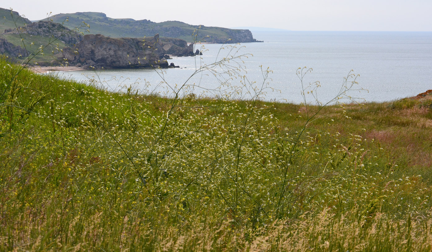 Image of Crambe koktebelica specimen.