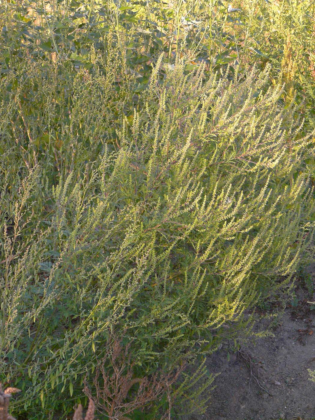 Image of Ambrosia artemisiifolia specimen.