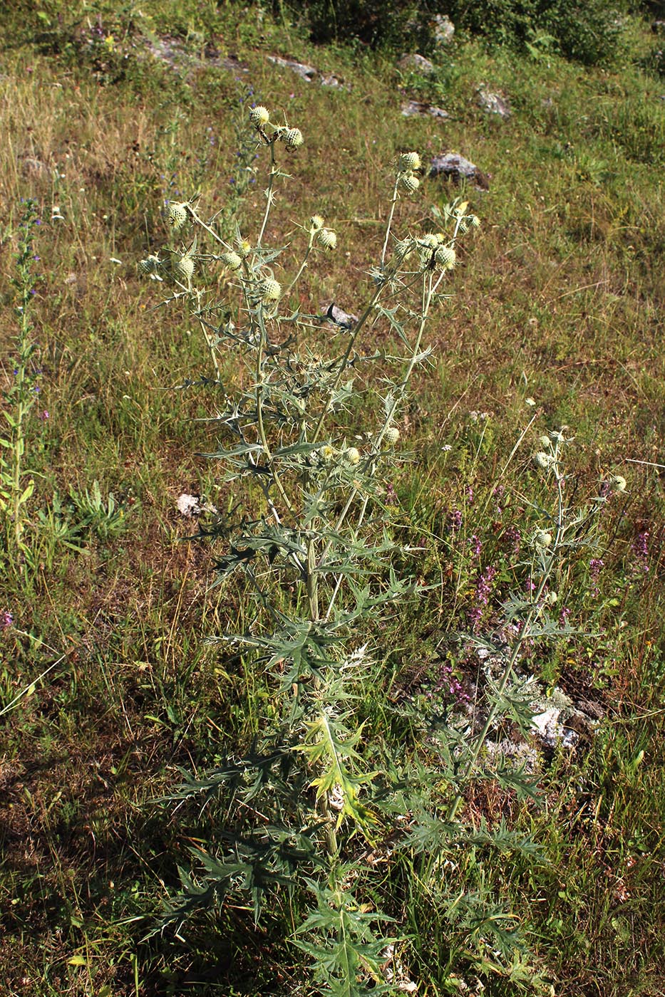 Image of Cirsium chlorocomos specimen.