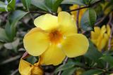 Allamanda cathartica. Цветок. Израиль, г. Бат-Ям, в культуре. 09.08.2017.