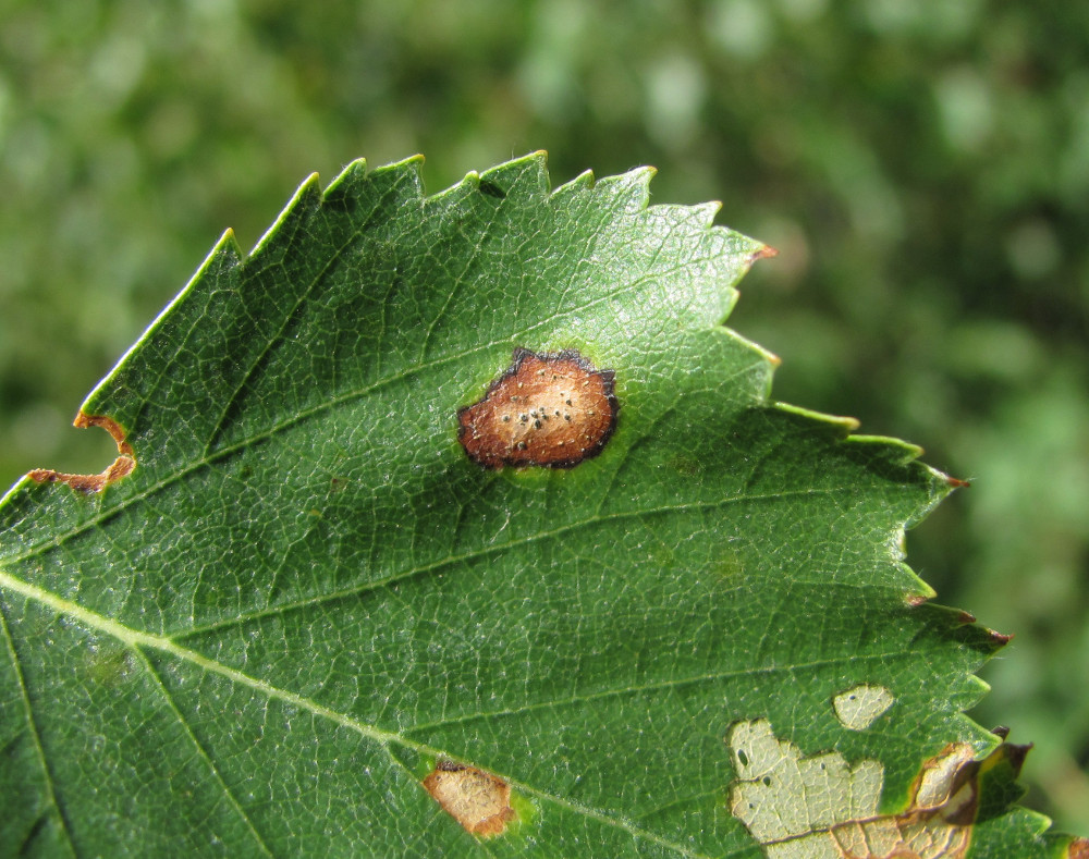 Изображение особи Betula pendula.