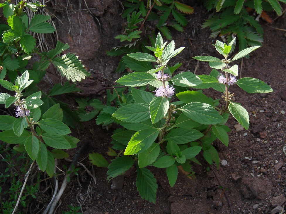 Image of Mentha arvensis specimen.