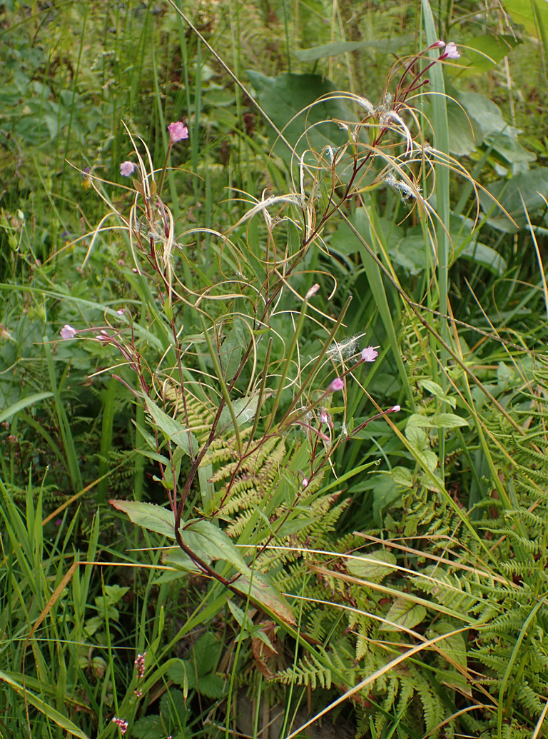 Image of Epilobium adenocaulon specimen.