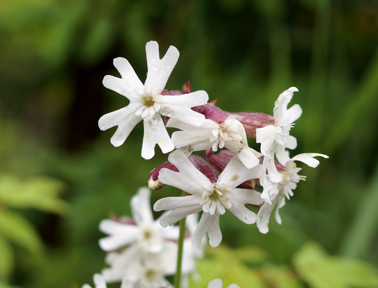 Image of Silene amoena specimen.