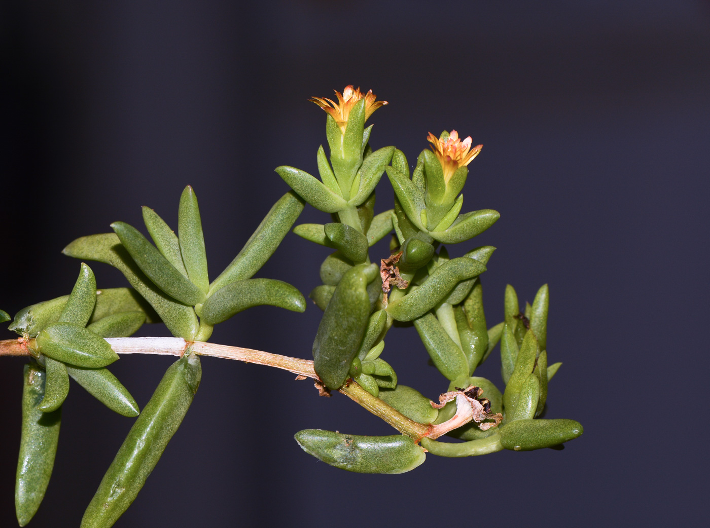 Image of Delosperma luteum specimen.