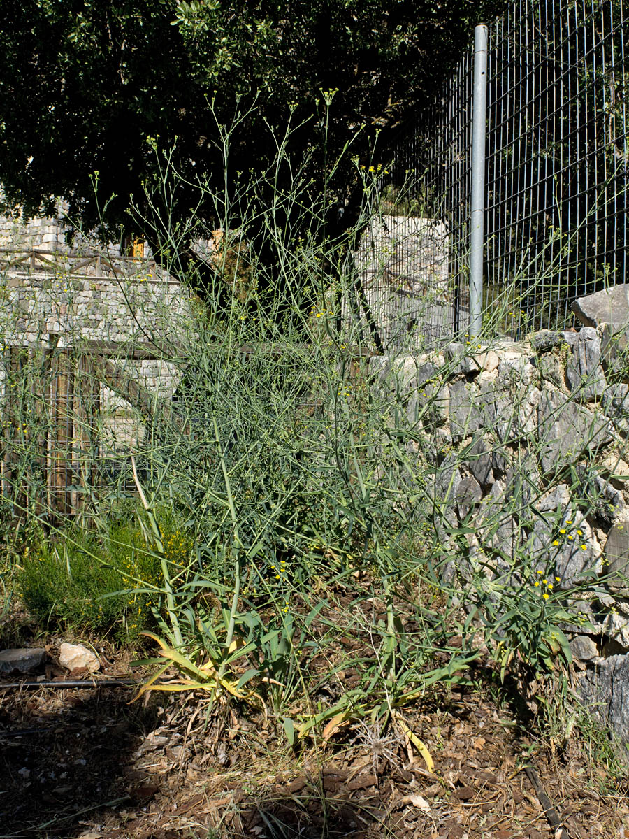 Image of Bupleurum kakiskalae specimen.