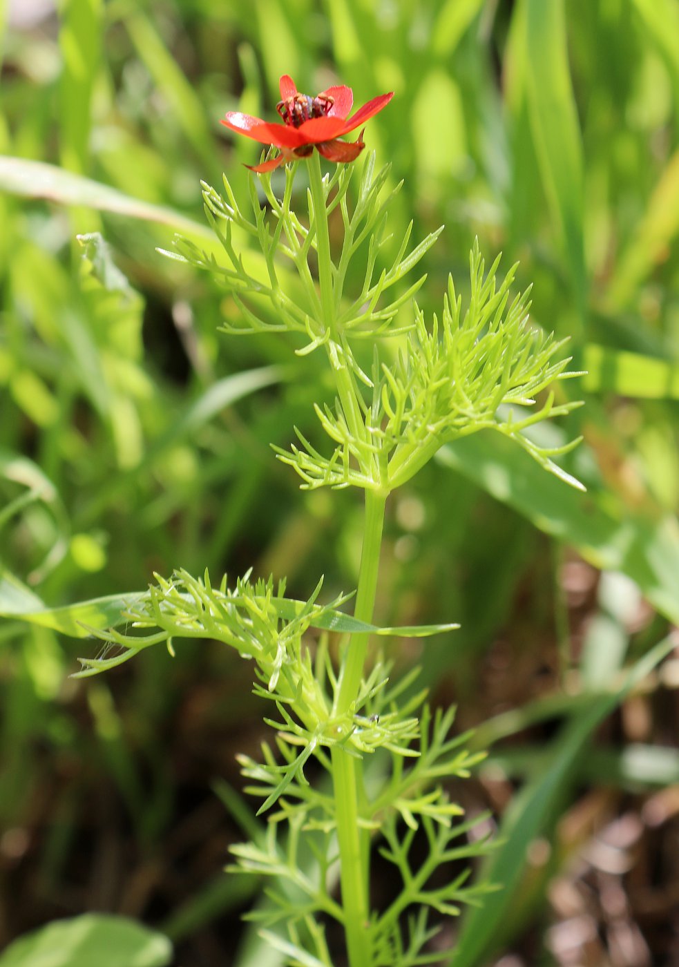 Image of Adonis microcarpa specimen.