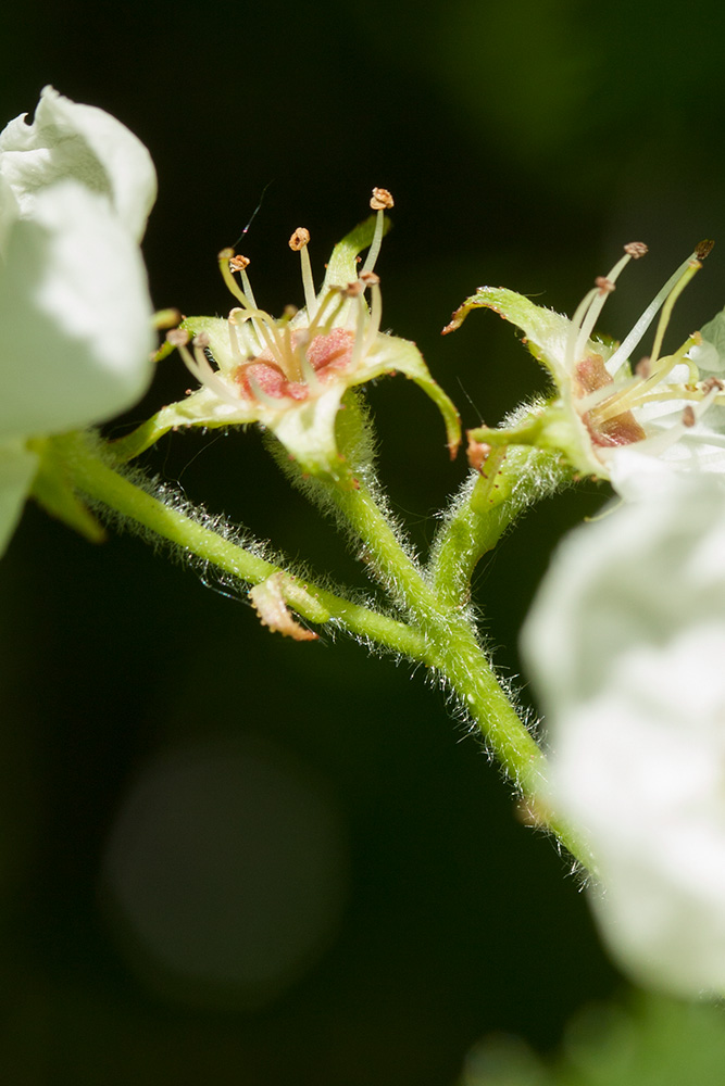 Image of Crataegus submollis specimen.