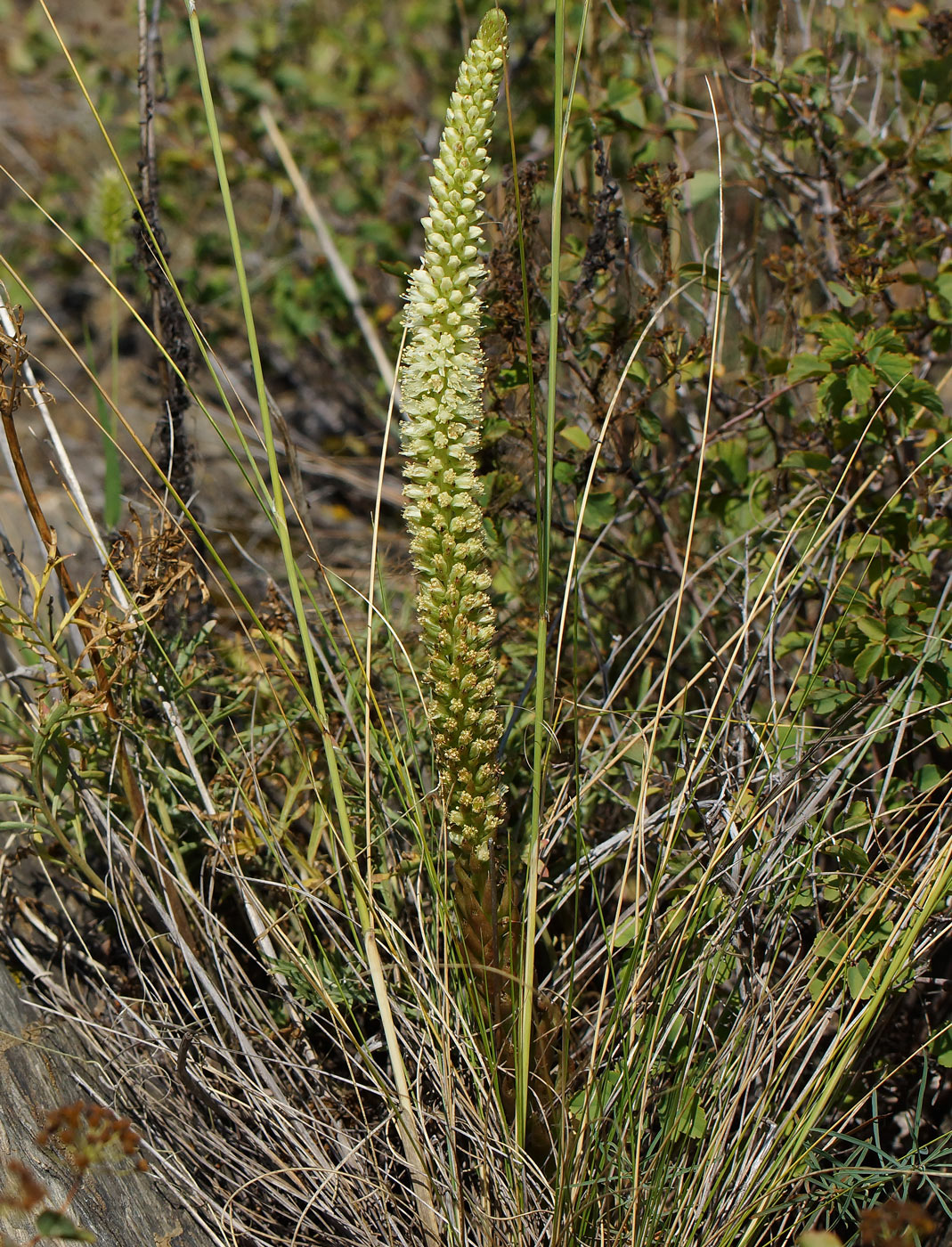 Image of Orostachys spinosa specimen.