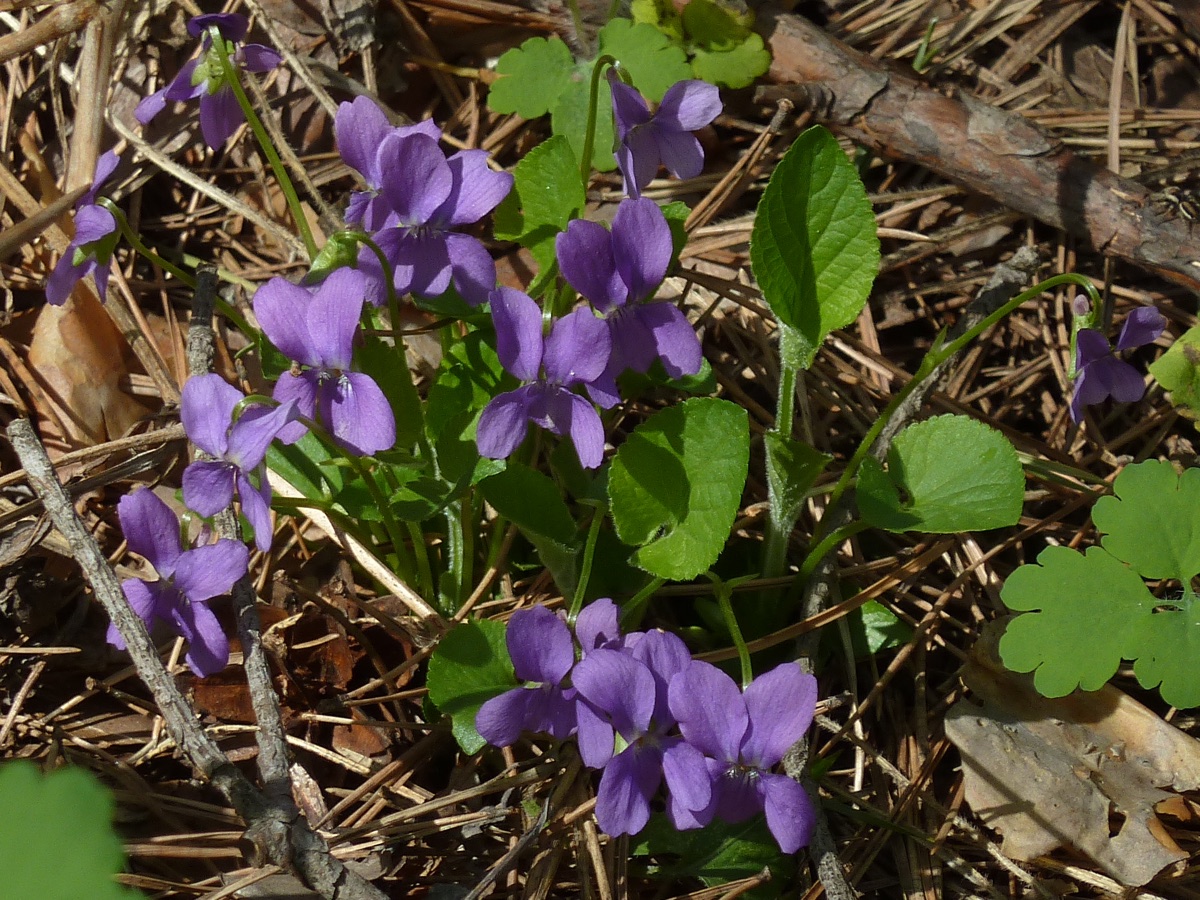 Image of Viola collina specimen.