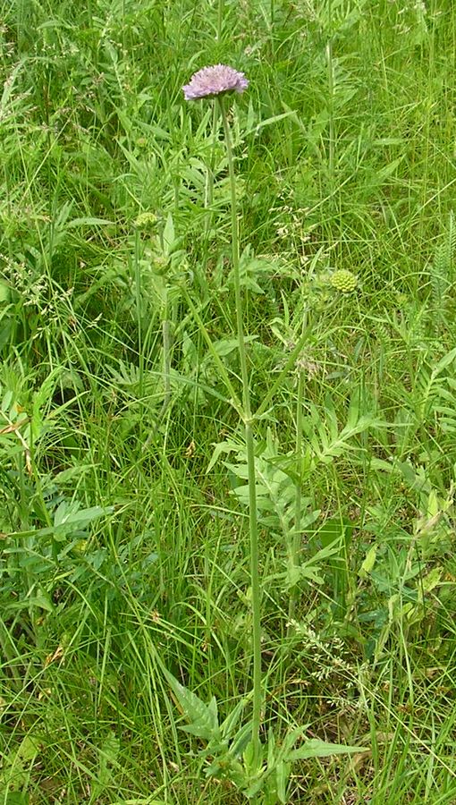 Image of Knautia arvensis specimen.