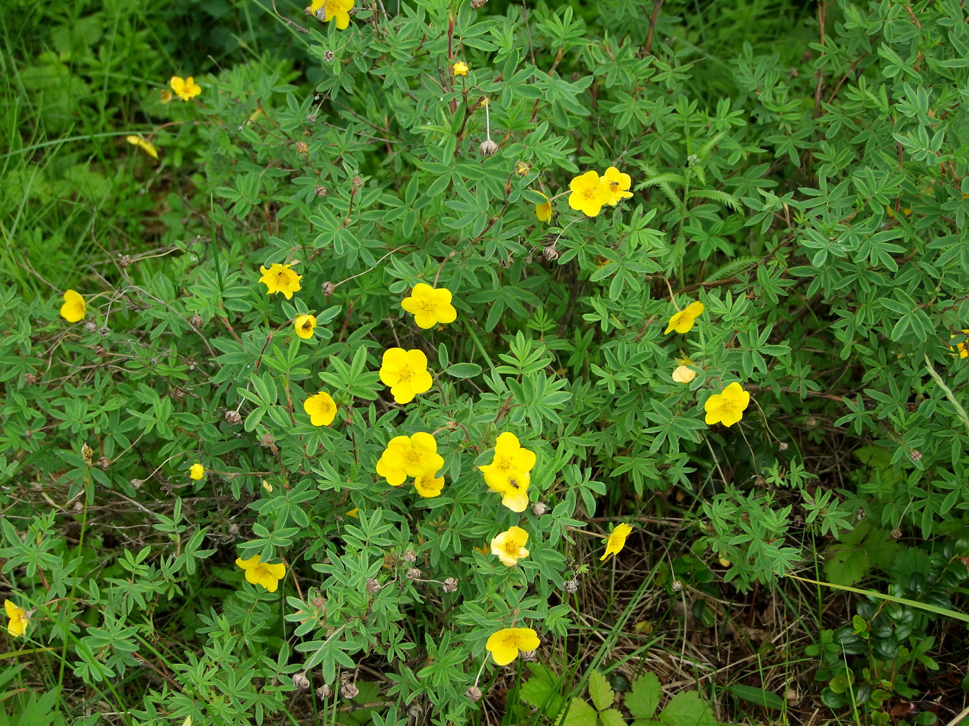 Image of Dasiphora fruticosa specimen.