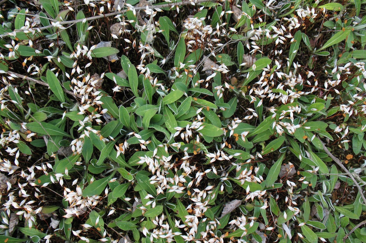 Image of Pilosella officinarum specimen.