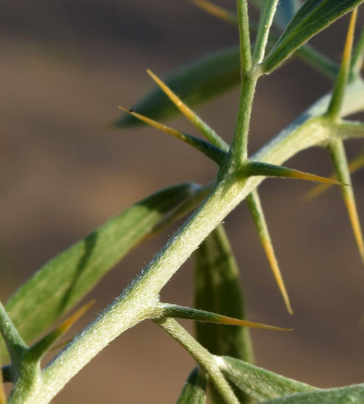 Image of Ammodendron bifolium specimen.