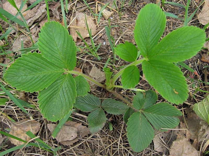 Image of Fragaria viridis specimen.