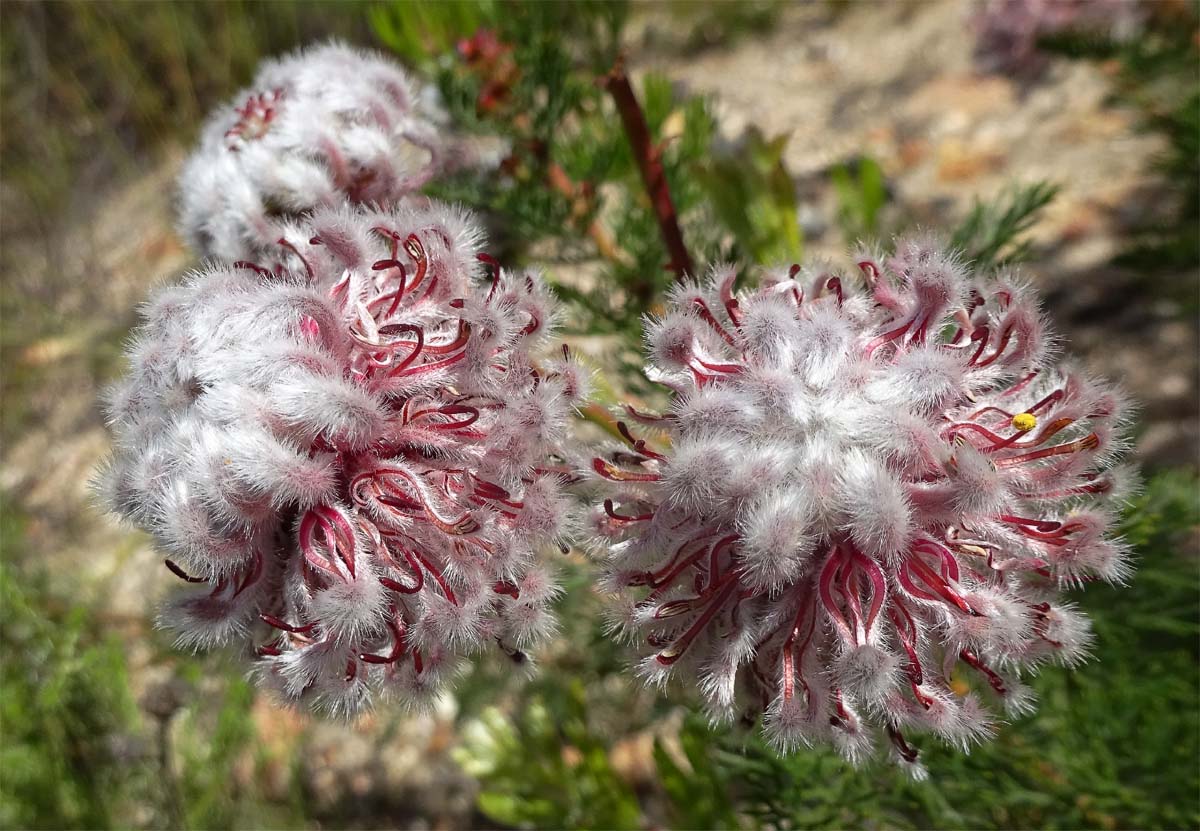 Image of Serruria brownii specimen.