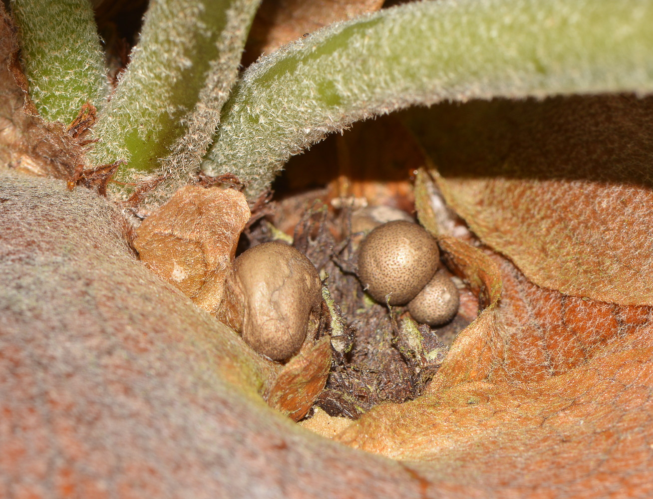 Image of Platycerium bifurcatum specimen.