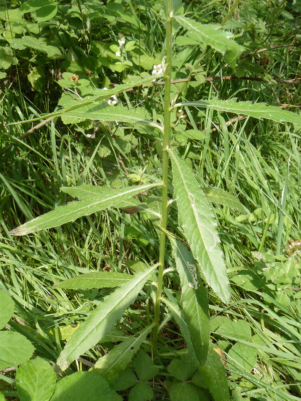 Image of Cirsium setosum specimen.