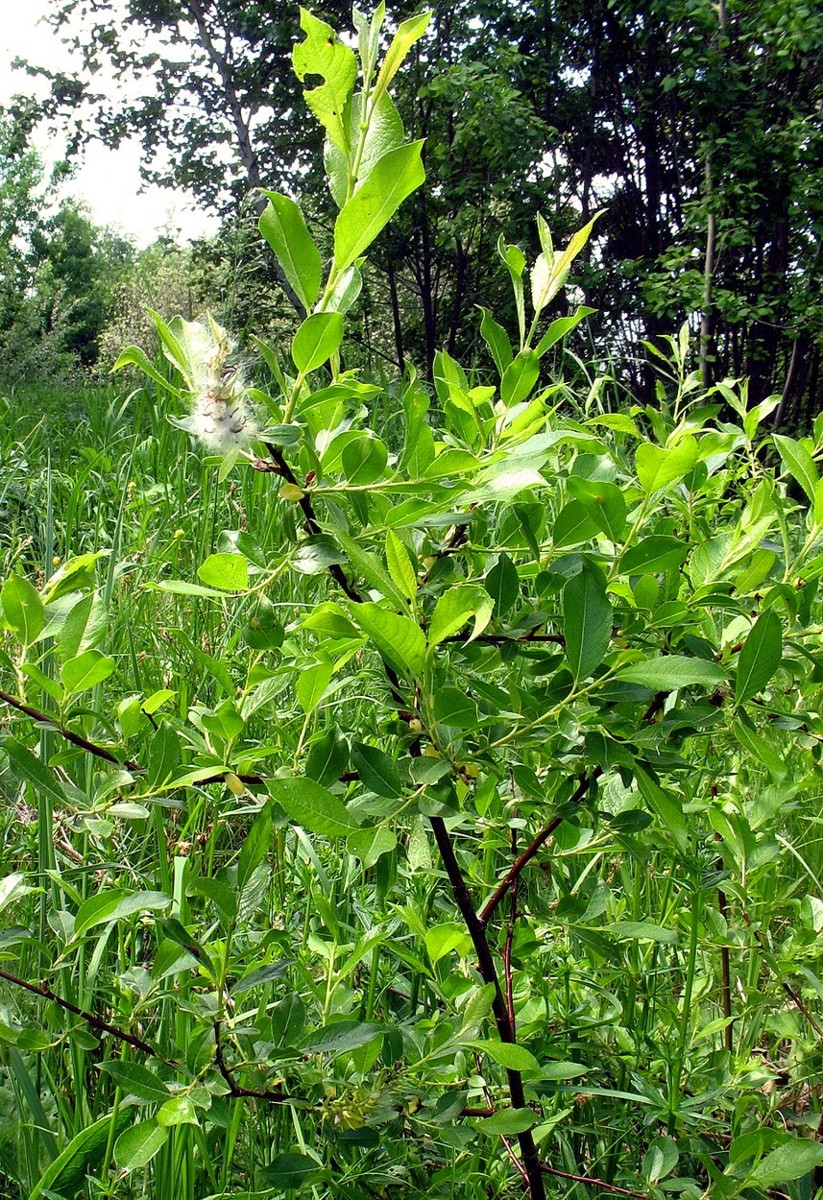 Image of Salix myrsinifolia specimen.