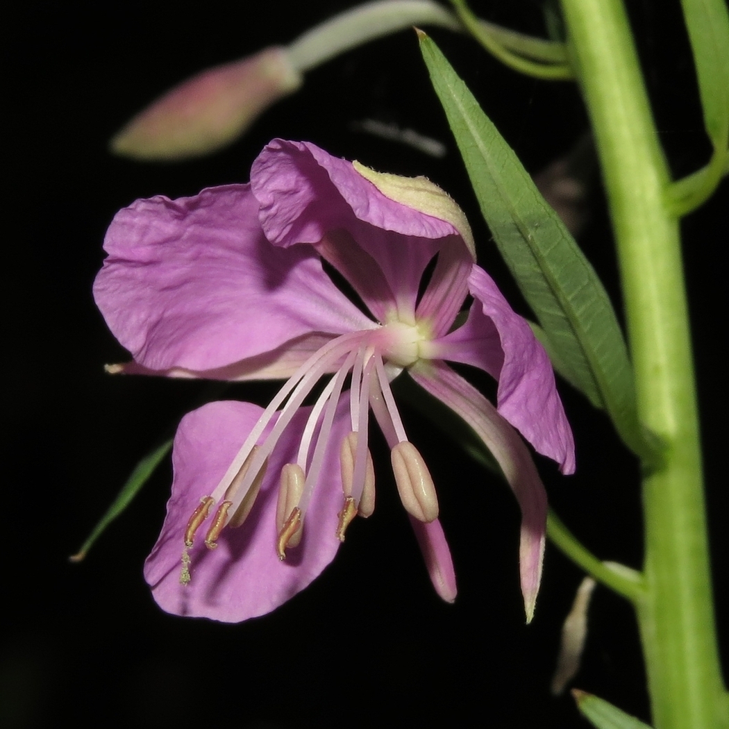 Image of Chamaenerion angustifolium specimen.