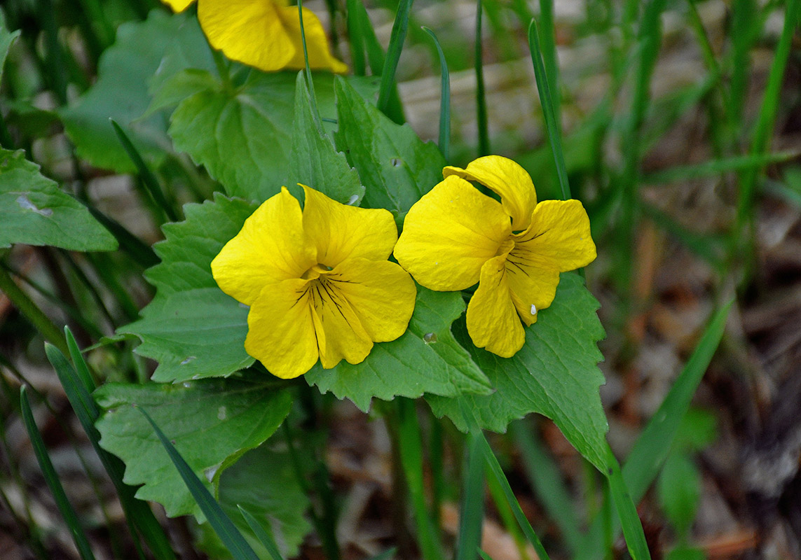 Image of Viola uniflora specimen.