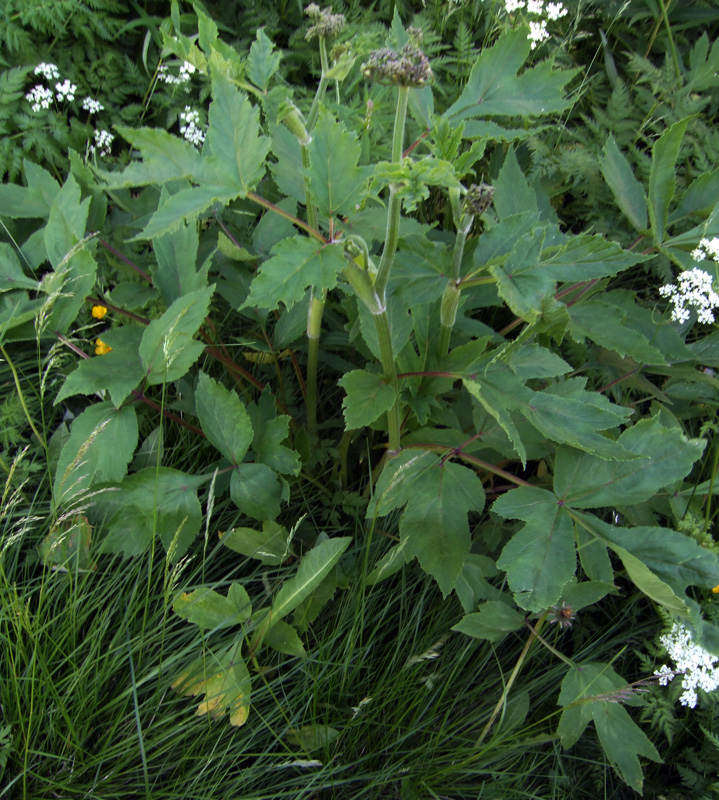 Image of genus Heracleum specimen.