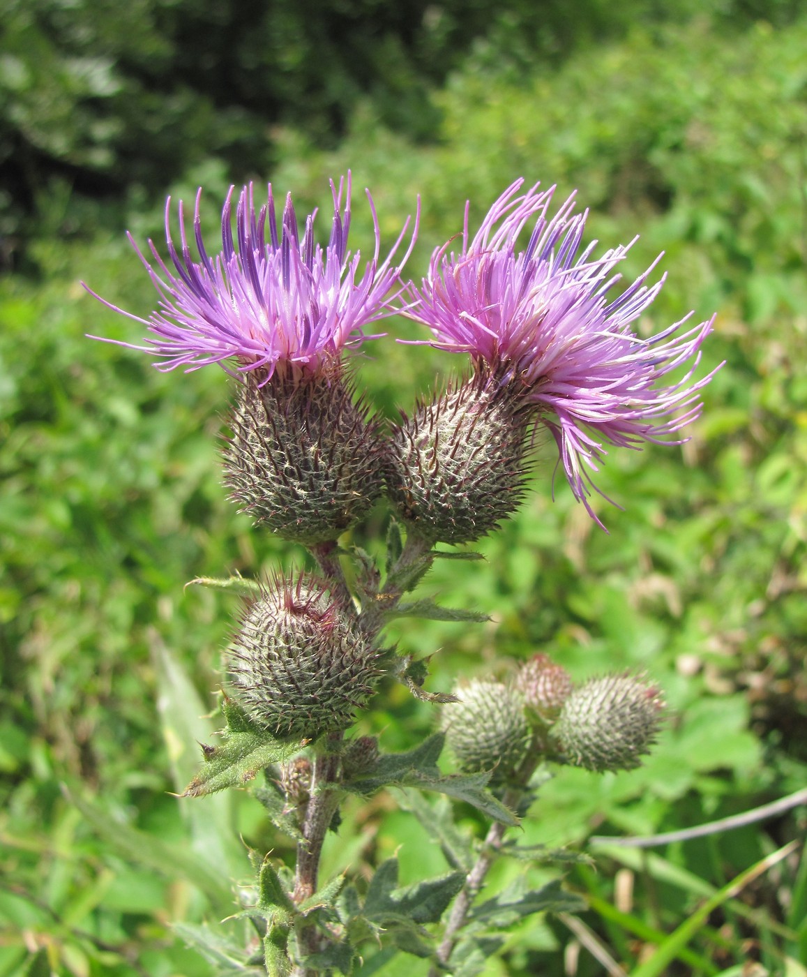 Изображение особи Cirsium euxinum.