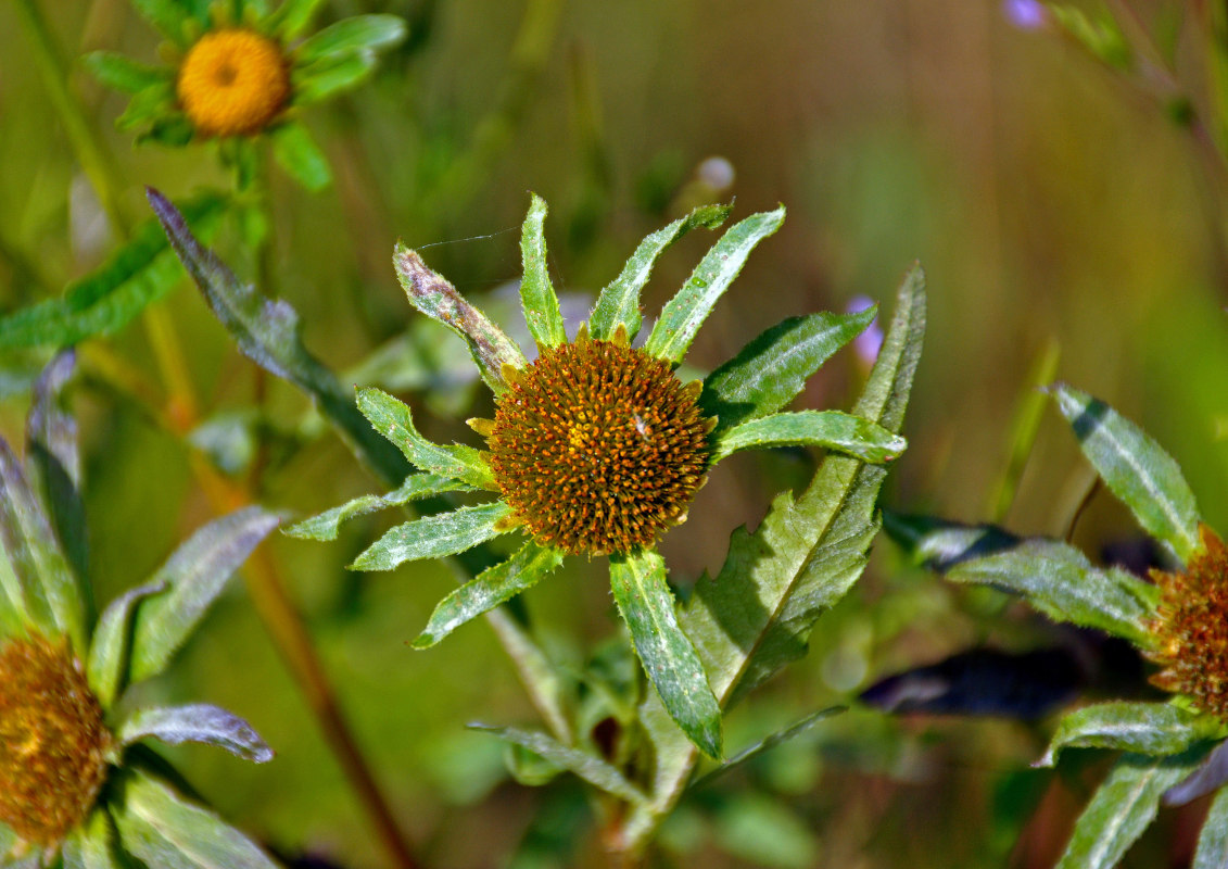 Image of Bidens radiata specimen.