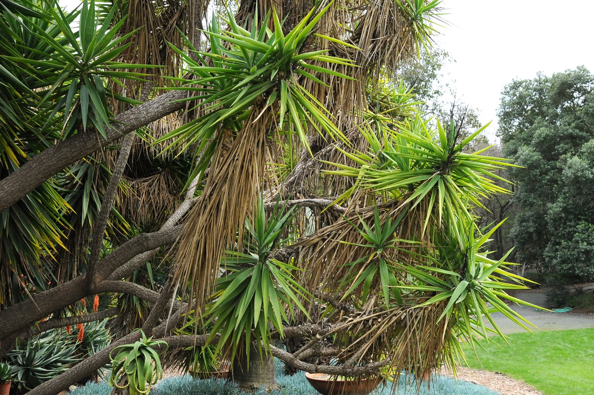 Image of Yucca gigantea specimen.