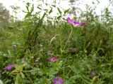 Смотреть изображение Geranium palustre